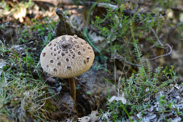 Mushrooms at autumn time in the field, wild nature