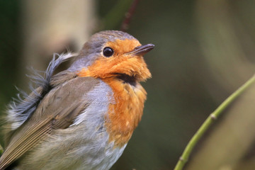 robin on a windy day