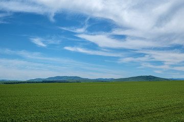 Green farm field against the background of distant mountains.
