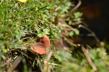 Mushrooms at autumn time in the field, wild nature