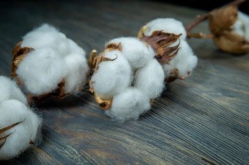 Branch of cotton on wooden background
