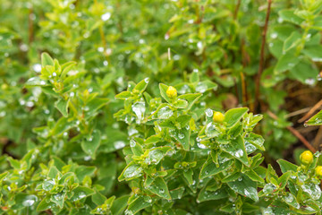 Vegetation in National park Rila. Perforate St John's-wort, common Saint John's wort and St John's wort (Hypericum perforatum) herb with dew drops in early morning. Close up view. Selective focus.