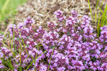 Tender breckland wild thyme, creeping thyme or elfin thyme (Thymus serpyllum). .Aromatic, perennial, evergreen herb with culinary, medicinal and ornamental use  Selective focus. Closeup