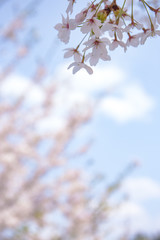 桜のある景色