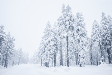 Verschneite Tannenbäume im Winter