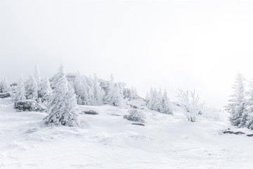 Obraz premium Verschneite Tannenbäume im Winter