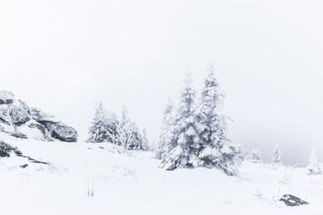 Naklejka premium Verschneite Tannenbäume im Winter