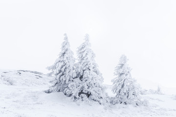 Verschneite Tannenbäume im Winter