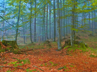 forest