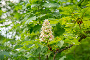 Horse chestnut flower on a spring foliage tree branch