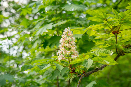 Horse chestnut flower on a spring foliage tree branch
