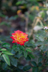Purple roses in a garden landscape. Rose bushes grow on the lawn, decorating the garden. Copy space