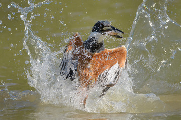 Action shot of ringed kingfisher (Megaceryle torquata), diving up with captured fish, Brazil, Pantanal