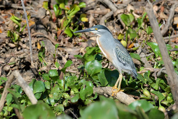 Black-crowned Night Heron (Nycticorax nycticorax) standing on branch, Pantanal, Brazil.
