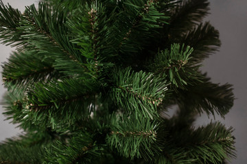 Bared  Christmas tree . Christmas tree without decorations .  Preparation for Christmas and New Year. Undecorated Christmas tree. Detail. Close up.
