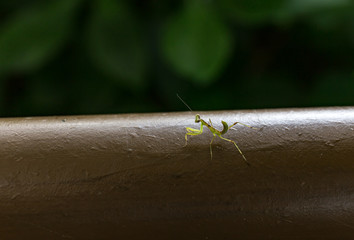 カマキリの子供