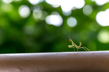 カマキリの子供