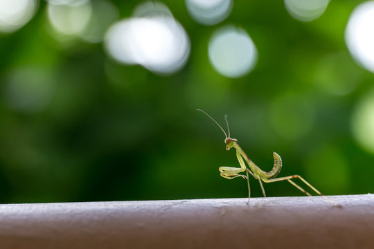 子カマキリ の画像 908 件の Stock 写真 ベクターおよびビデオ Adobe Stock
