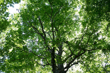 Obraz premium 夏の木の下で