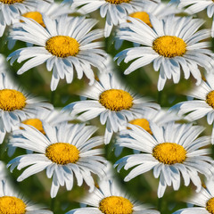 Seamless texture of lovely white chamomile flowers on a Sunny day