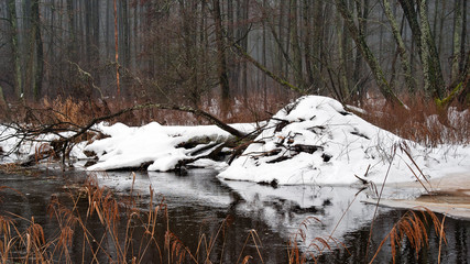 Zima nad rzeką Supraśl, Żeremia bobrowe, Puszcza Knyszyńska