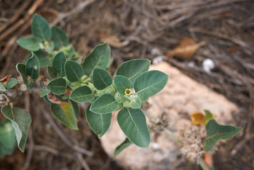 Withania somnifera