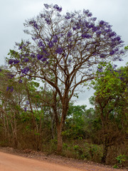 Ein Jacaranda Baum mit seinen intensiv lila Blüten - obrazy, fototapety, plakaty