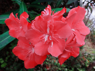 Closeup Red Oleander, Sweet Oleander, Rose Bay Nerium Oleander are blooming on tree with green leaves in the flower garden