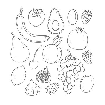 Fruits. Vector hand drawn image.