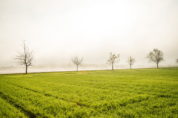 Fototapeta na wymiar fog in autumn over field with winter wheat