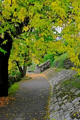 Obraz premium Walk way to the forest having big tree on the left.