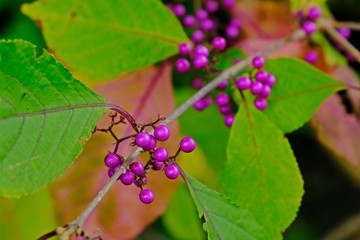 Shrub Callicarpa (Lamiaceae, Bush purple berries) with purple berries with green leaves background.