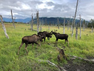 Alaskan Moose