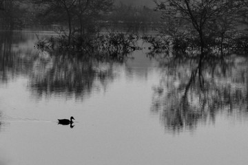 ducks on the lake