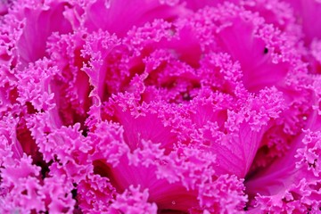 Closed up decorative purple cabbage or kale, Brassica oleracea.