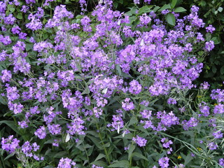 Hesperis and butterflies. Perennial herbaceous plant. Lilac flower.
