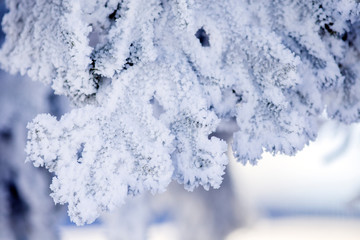 Frozen winter lanscape.