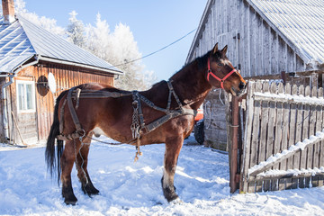 Fototapeta na wymiar Horse in a rural environment in wintertime. 