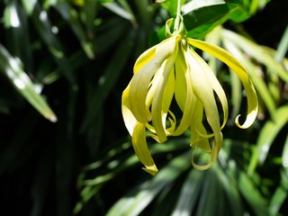 Cananga odorata (Lamk.) Hook.f. et Th. Ylang-ylang.