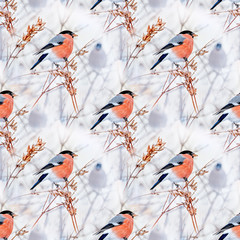 Common bird Bullfinch Pyrrhula with red breast sitting on snow maple branch. Festive male bullfinch...