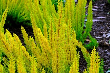 Heather Plant, Erica arborea 'Albert's Gold' touched by sunlight.