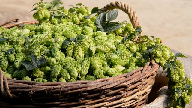 Detail of hop cones in the wicker backet. Zoom out.