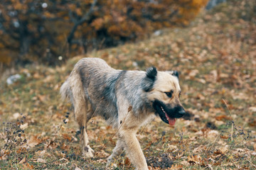 dog in park