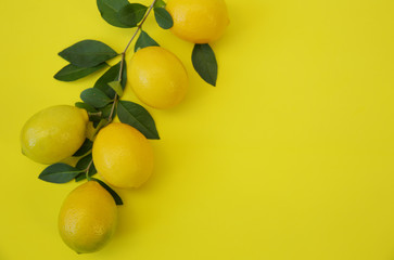 branch of juicy lemons with leaves on a yellow background. Organic citrus fruits for a healthy diet. Tropical fruit. Pattern, background. Copy space. Top view. Flat lay. 