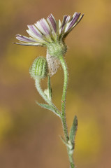Andryala laxiflora pale yellow flower of the Compositae family with hairy and glandular stems