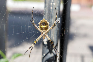 Argiope argentata or Silver Argiope Spider Close up