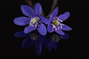 blue flowers on black background