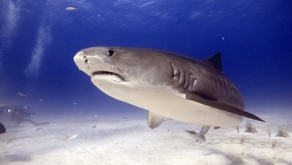 Fototapeta premium Tiger Shark