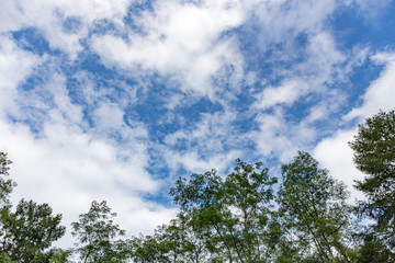 Obraz premium 森の上に広がる空