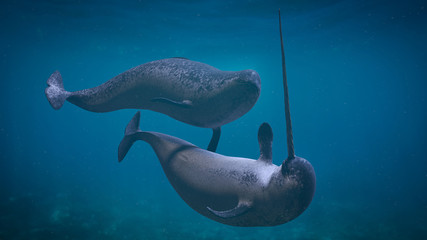 Narwhal couple,  two Monodon monoceros playing in the ocean  - obrazy, fototapety, plakaty